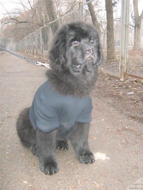 Фотография № 38975