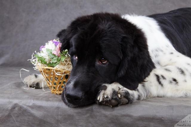 Фото: ньюфаундленд Piternyuf Prodigy (Питерньюф Продижи)