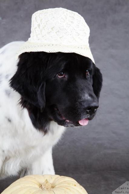 Фото: ньюфаундленд Piternyuf Prodigy (Питерньюф Продижи)