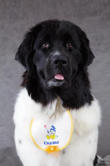 Фото: ньюфаундленд Piternyuf Prodigy (Питерньюф Продижи)