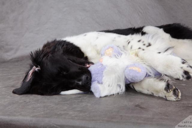 Фото: ньюфаундленд Piternyuf Prodigy (Питерньюф Продижи)