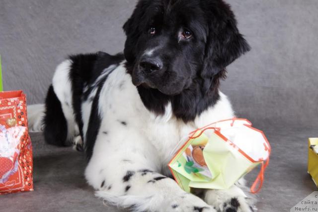 Фото: ньюфаундленд Piternyuf Prodigy (Питерньюф Продижи)