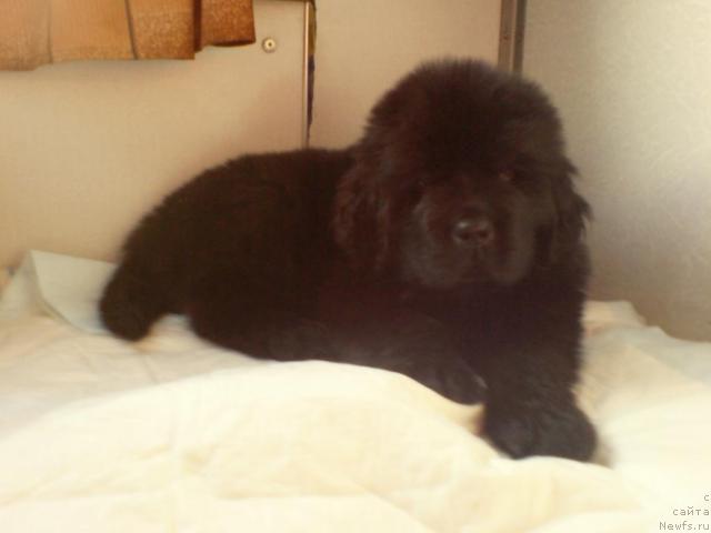 Фото: ньюфаундленд Uyutnaya Dolina Andros Grif (Уютная Долина Андрос Гриф)