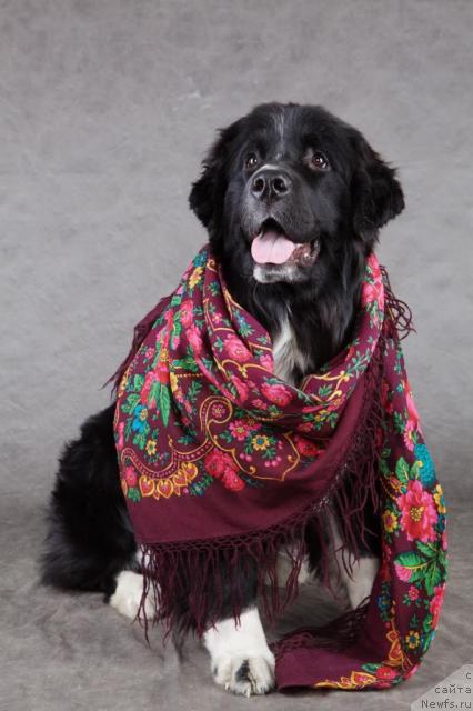 Фотография № 38999