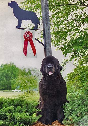 Фото: ньюфаундленд Pouch Cove's Token