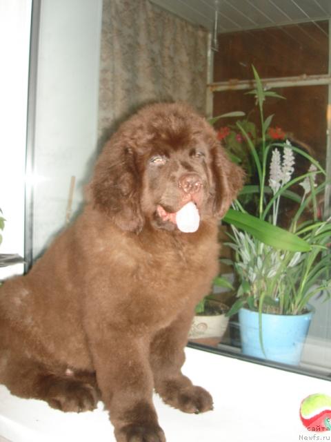 Фото: ньюфаундленд Uyelsi Melodii Blyuz (Уэлси Мелодии Блюз)