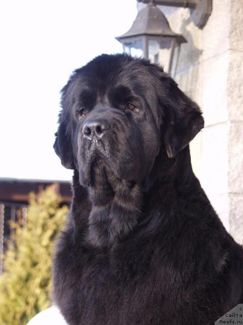 Фото: ньюфаундленд Black Blues iz Volotova