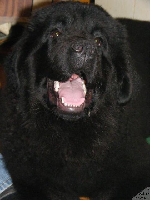 Фото: ньюфаундленд Plyushevaya Panda Mister Iks (Плюшевая Панда Мистер Икс)