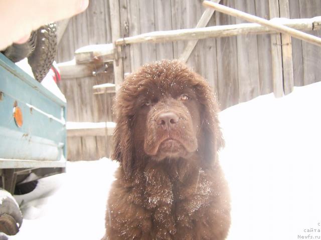 Фото: ньюфаундленд CHernyiy SHarm Abrikosovaya Karamel' (Черный Шарм Абрикосовая Карамель)