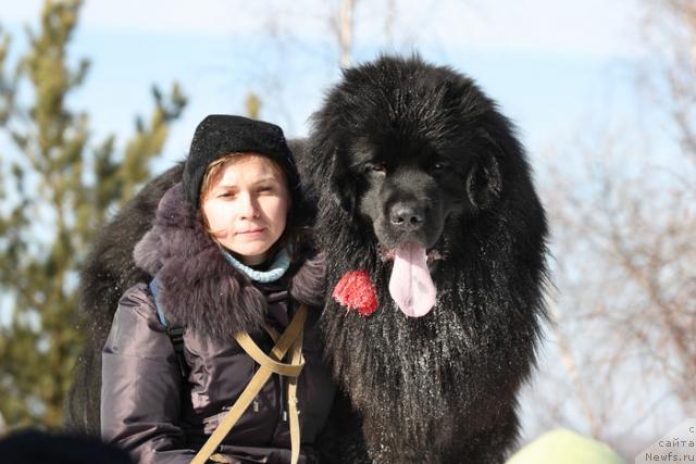 Фото: Irina Verovenko (Ирина Веровенко), ньюфаундленд Kapitan N'yufort (Капитан Ньюфорт)