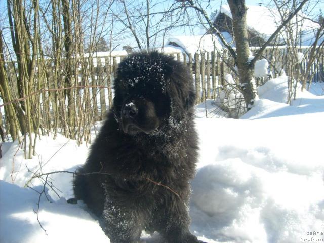 Фото: ньюфаундленд Aquatoriya Kelvin Kilimandzharo (Акватория Келвин Килиманджаро)