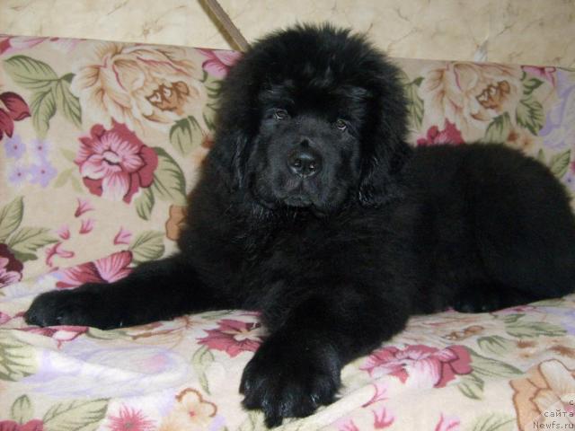 Фото: ньюфаундленд Aquatoriya Kelvin Kilimandzharo (Акватория Келвин Килиманджаро)