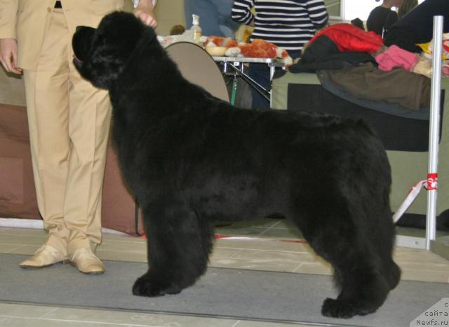 Фото: ньюфаундленд Skippers Open Arms