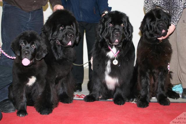 Фото: ньюфаундленд Beguschaya po Volnam Royal Flash (Бегущая по Волнам Роуал Флаш), ньюфаундленд Cayuga Mescalero, ньюфаундленд Smigar Shalovlivy Medved (Смигар Шаловливый Медведь), ньюфаундленд Smigar Nimfeya Neotrazimaya (Смигар Нимфея Неотразимая)