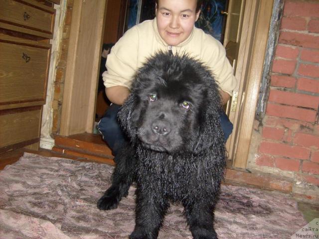 Фото: ньюфаундленд Aquatoriya Kelvin Kilimandzharo (Акватория Келвин Килиманджаро)