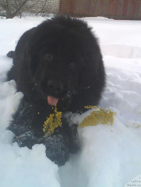 Фото: ньюфаундленд Beguschaya po Volnam Revolution a la Rus (Бегущая по Волнам Револутион а ла Рус)