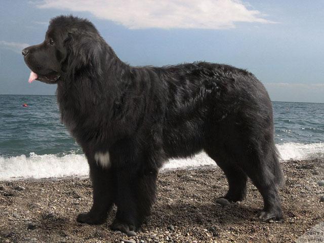 Фото: ньюфаундленд Bavariya (Бавария)