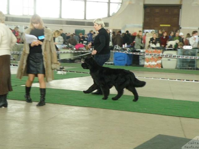 Фото: ньюфаундленд Joy To Be a Sweet Heart Midnight Bear