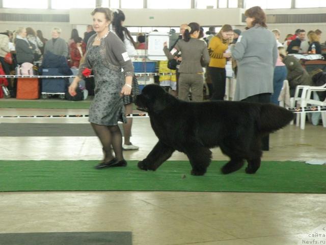 Фото: ньюфаундленд Midnight Lady's Voodoo Priest