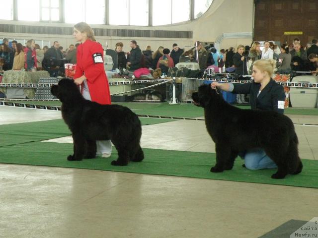 Фото: ньюфаундленд Bowaters Starlight Nuo Ozo Kalvu, Margarita Racinene (Маргарита Рацинене), ньюфаундленд Endowed By Spirit Midnight Bear, Anastasiya Zalivako (Анастасия Заливако)