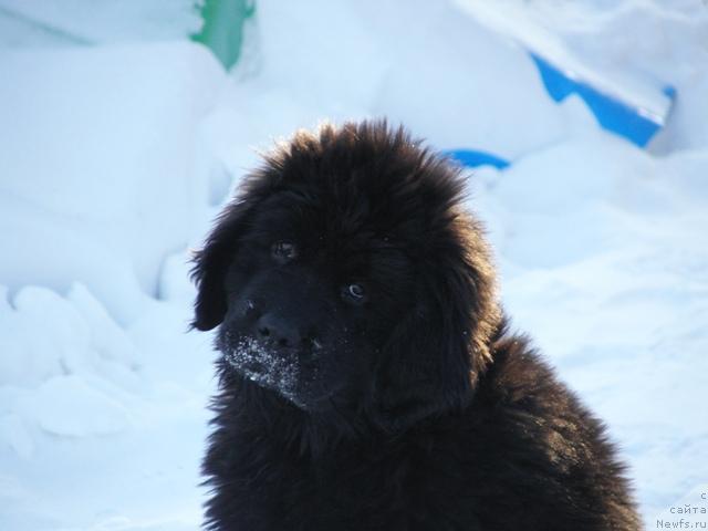 Фото: ньюфаундленд Apriori Arh B'yuti (Априори Арх Бьюти)