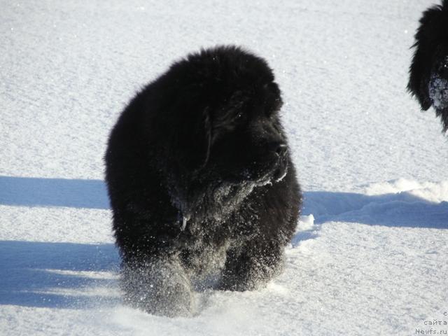 Фото: ньюфаундленд Apriori Arh B'yuti (Априори Арх Бьюти)