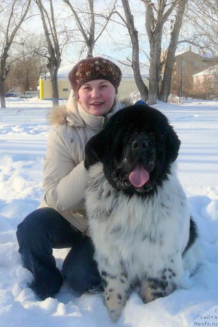 Фото: ньюфаундленд Keeper Soul Dar Moego Serdtsa Daniel (Кипер Соул Дар Моего Сердца Даниель), YUliya Kurilyuk (Юлия Курилюк)