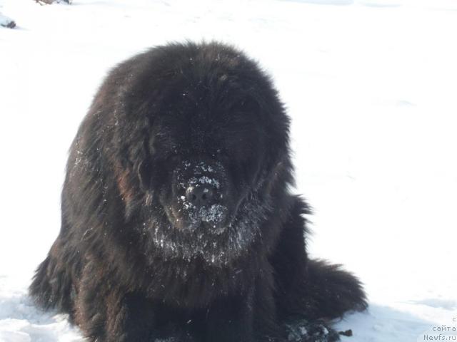 Фото: ньюфаундленд Karat iz Medvejyego Yara (Карат из Медвежьего Яра)