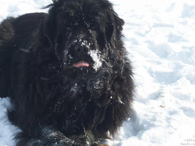 Фото: ньюфаундленд Yarada iz Sibirskoy Glubinki (Ярада из Сибирской Глубинки)