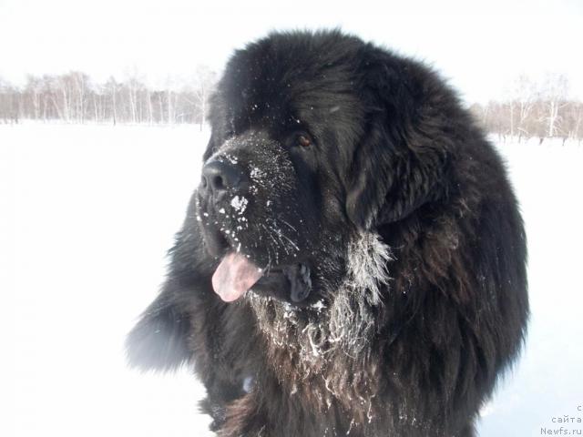 Фото: ньюфаундленд Karat iz Medvejyego Yara (Карат из Медвежьего Яра)