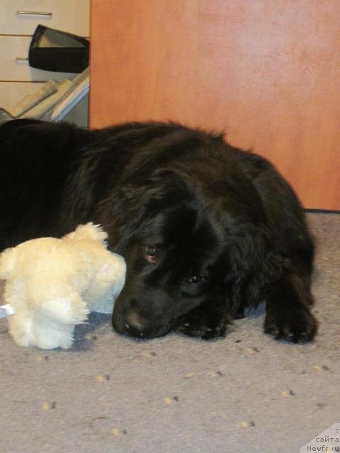 Фото: ньюфаундленд Bonni Flayt (Бонни Флайт)