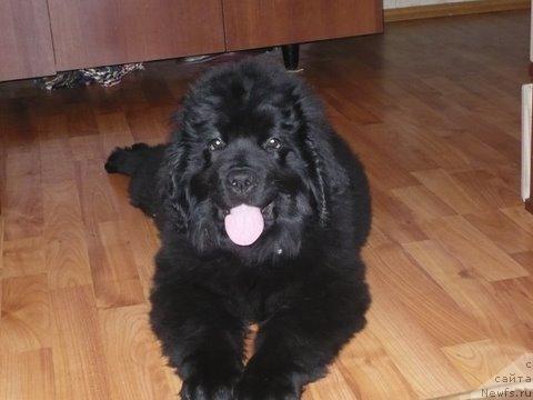 Фото: ньюфаундленд Arietta Skarlet Silk (Ариетта Скарлет Силк)