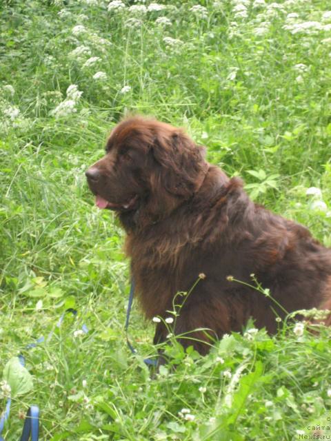 Фото: ньюфаундленд Melodiya Lyubvi (Мелодия Любви)