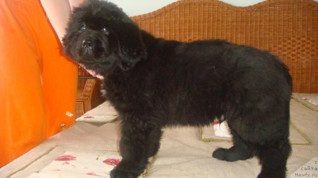 Фотография № 39177