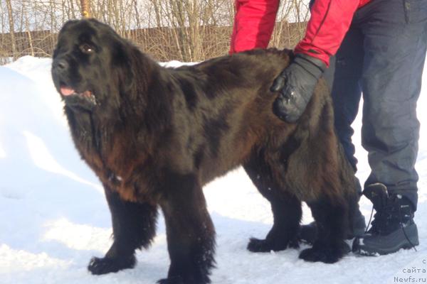 Фото: ньюфаундленд Plyushevaya Panda Roz-Mari (Плюшевая Панда Роз-Мари)