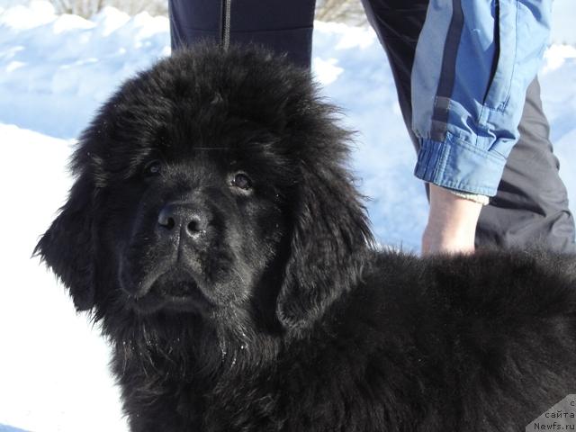 Фото: ньюфаундленд Apriori Arh B'yuti (Априори Арх Бьюти)