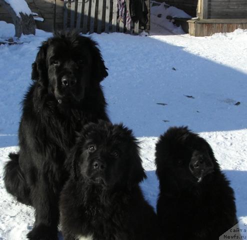 Фото: ньюфаундленд Arh B'yuti Oksi Svet (Арх Бьюти Окси Свет), ньюфаундленд Aquatoriya Kelvin Lambordghini (Акватория Келвин Ламборджини), ньюфаундленд Apriori Arh B'yuti (Априори Арх Бьюти)