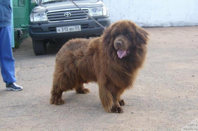 Фото: ньюфаундленд Adam (Адам)