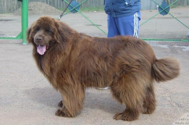 Фото: ньюфаундленд Adam (Адам)