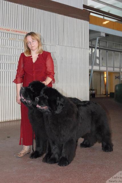 Фото: ньюфаундленд Kloofbears My Dream for Sent Djons, ньюфаундленд Sent Djons Romance of Love (Сент Джонс Романсе оф Лав), YUliya YAstrebova (Юлия Ястребова)