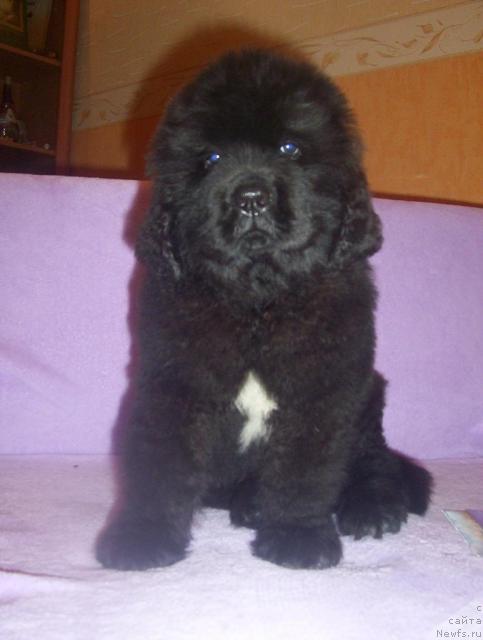 Фото: ньюфаундленд Uyutnaya Dolina Aleyf Grandioznyiy (Уютная Долина Алейф Грандиозный)