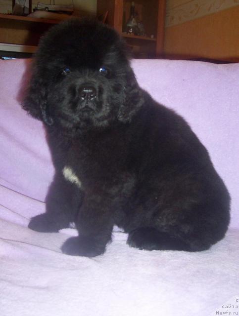 Фото: ньюфаундленд Uyutnaya Dolina Aleyf Grandioznyiy (Уютная Долина Алейф Грандиозный)