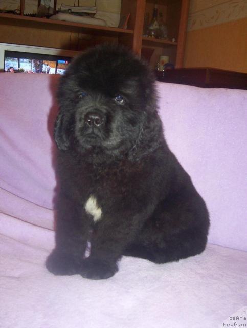 Фото: ньюфаундленд Uyutnaya Dolina Aleyf Grandioznyiy (Уютная Долина Алейф Грандиозный)