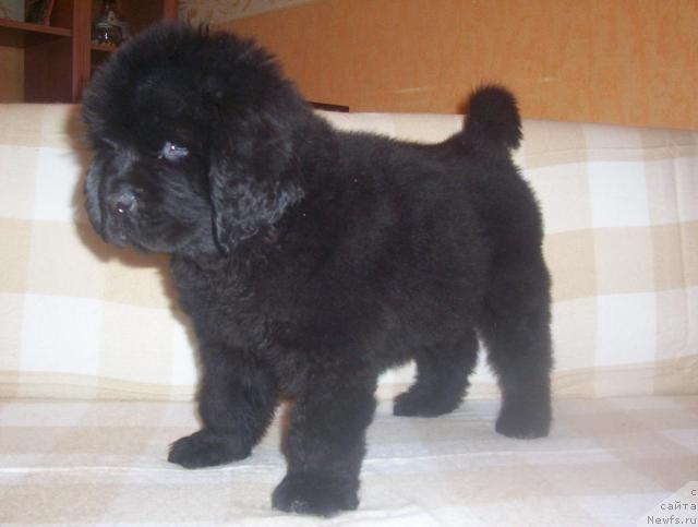 Фото: ньюфаундленд Uyutnaya Dolina Al'veyd Ingvar (Уютная Долина Альвейд Ингвар)