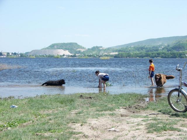 Фото: ньюфаундленд Ygan s Toyanova Gorodka (Юган с Тоянова Городка), ньюфаундленд Lesnaya Skazka Izol'da (Лесная Сказка Изольда)