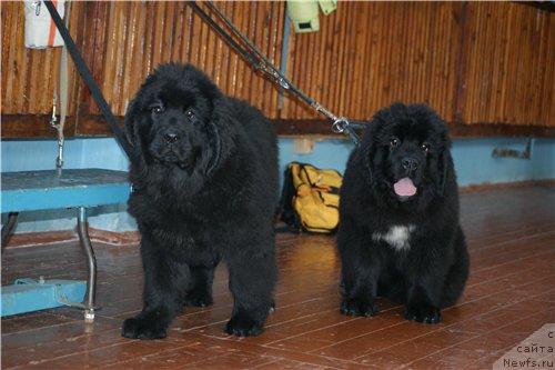 Фотография № 39247