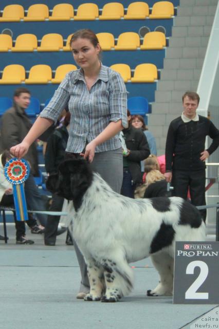 Фото: ньюфаундленд Keeper Soul Dar Moego Serdtsa Daniel (Кипер Соул Дар Моего Сердца Даниель)