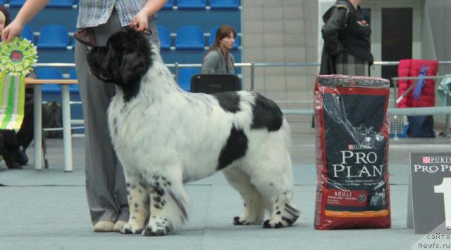 Фотография № 39262