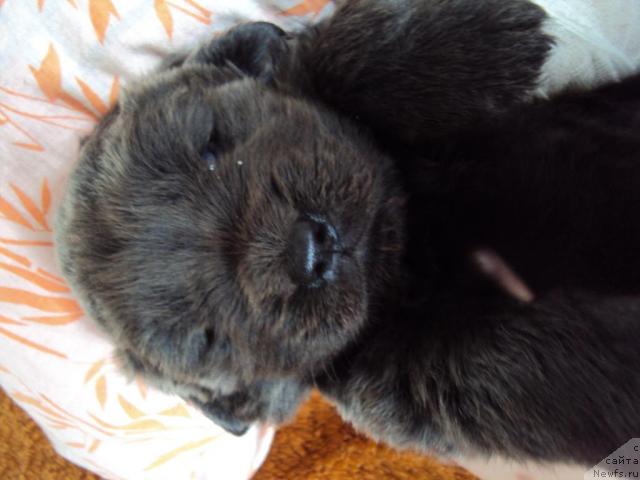 Фото: ньюфаундленд Missiya Blyu fo Marleon iz Sibirskoy Glubinki (Миссия Блю фо Марлеон из Сибирской Глубинки)