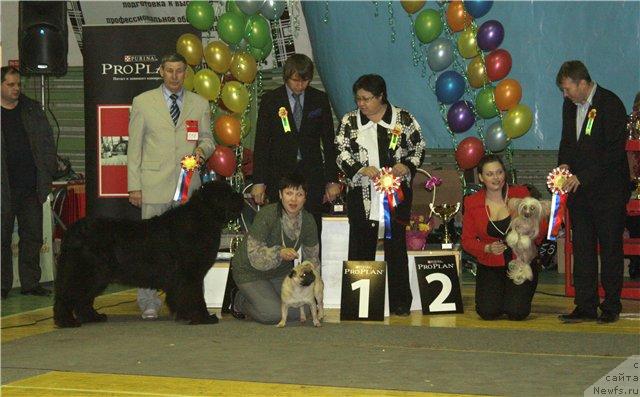 Фото: ньюфаундленд Ego Vysochestvo ot Sibirskogo Medvedja (Его Высочество от Сибирского Медведя)